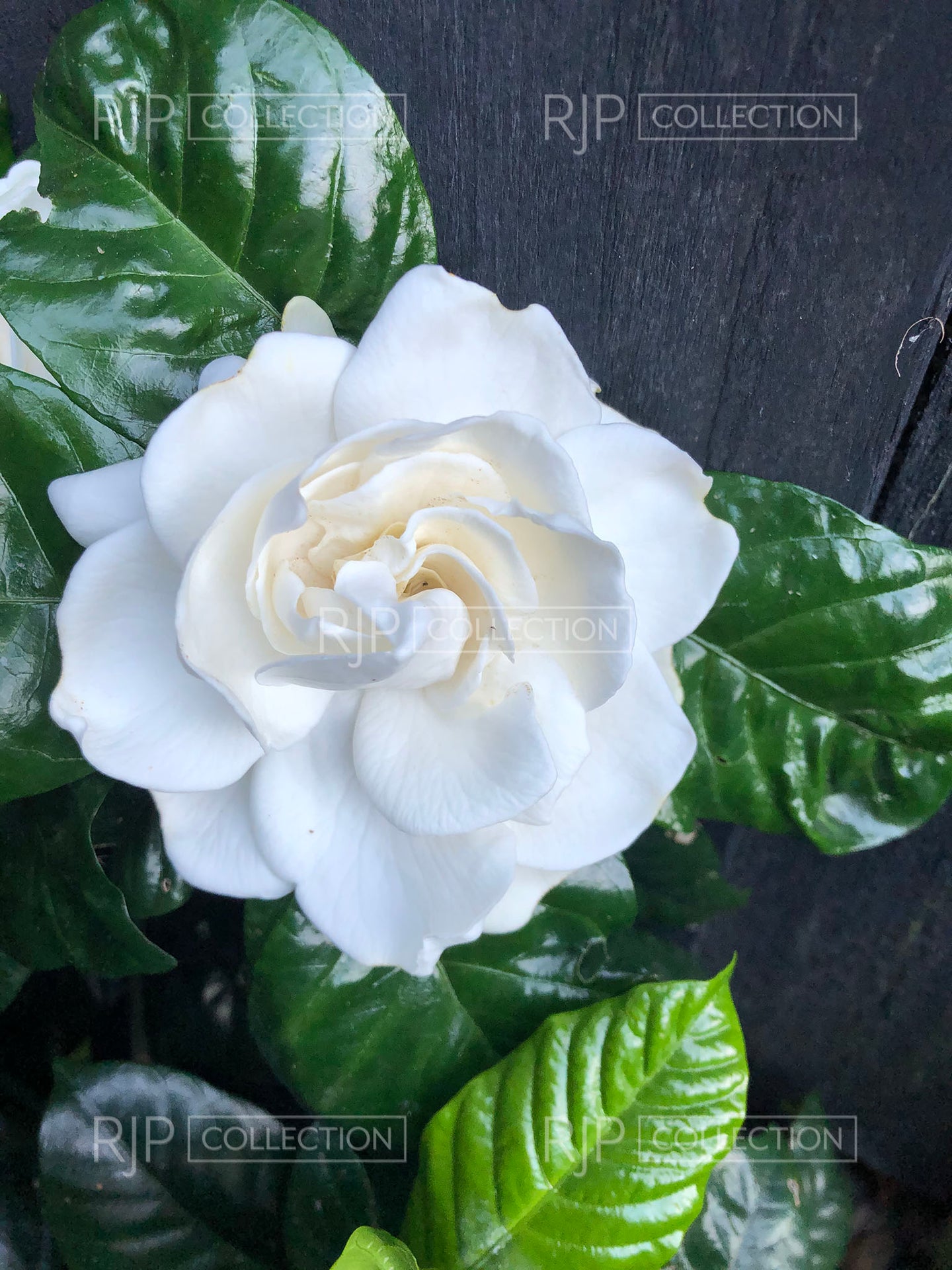 Gardenia 1