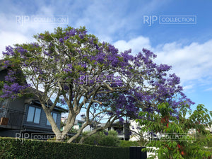 Jacaranda 1